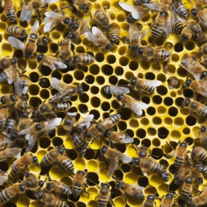 Ein Bienen-Kompetenzzentrum wurde im Wallis eröffnet.