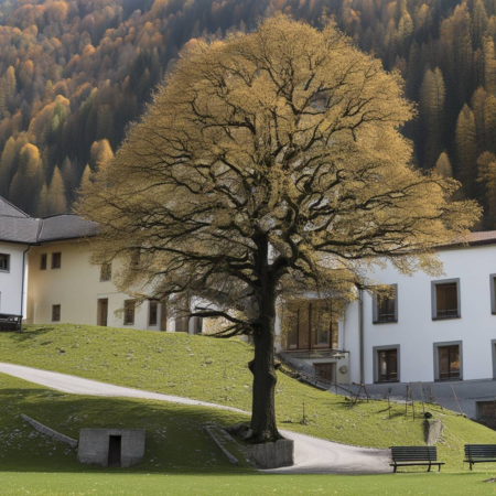 Geschützter Baum bei der Musikschule in Glarus muss entfernt werden.